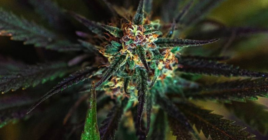 CBD kvety – čo v sebe ukrýva cannabis flower?